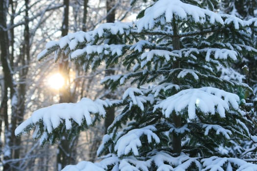 Winter in the park