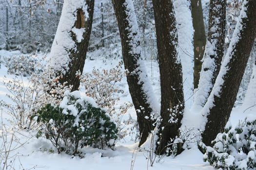 Winter in the park