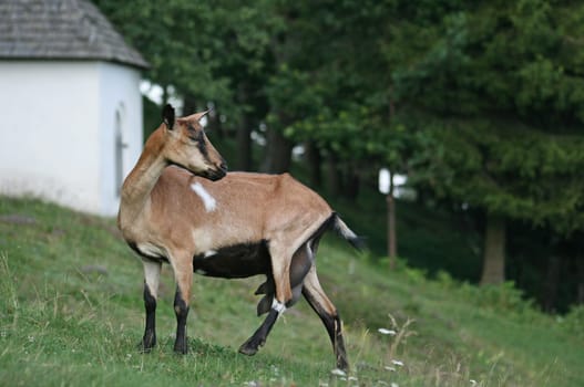 Billy goat