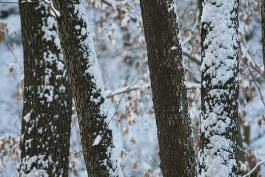 Winter in the park