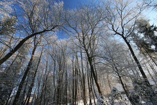 Winter in the park
