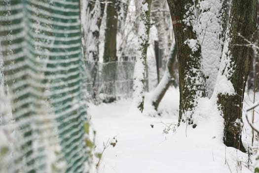 Winter in the park