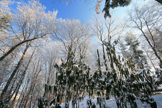 Winter in the park