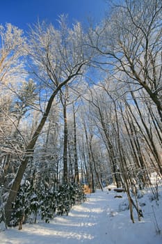 Winter in the park