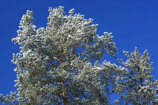 Winter in the forest