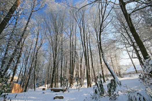 Winter in the park
