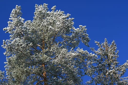 Winter in the forest