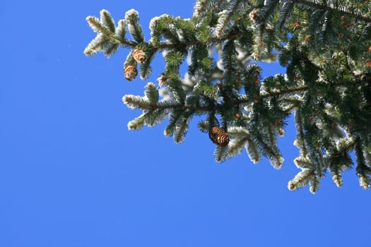 Spruce cone