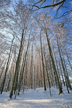 Winter in the park