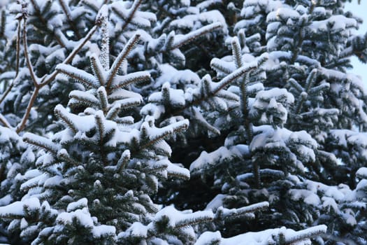 Winter in the park