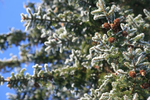 Spruce cone