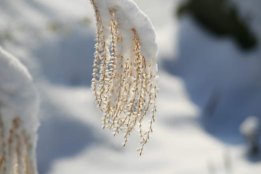 winter or winter snow or winter ice or winter deep snow