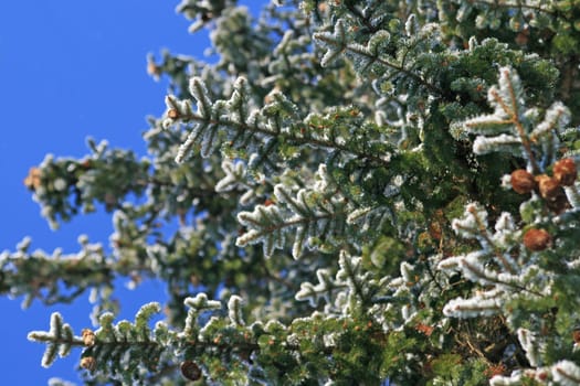 Spruce cone