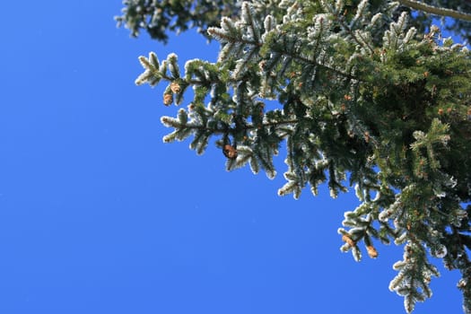 Spruce cone