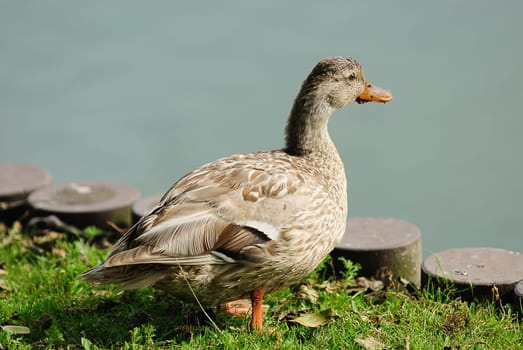 greylag goose
