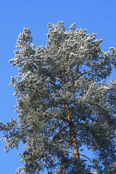 Winter in the forest