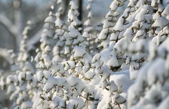 Winter in the park