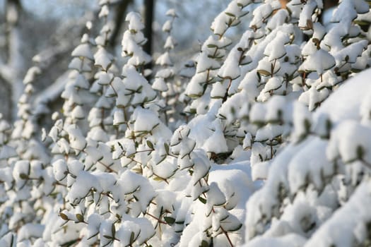 Winter in the park