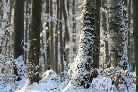 Winter in the park