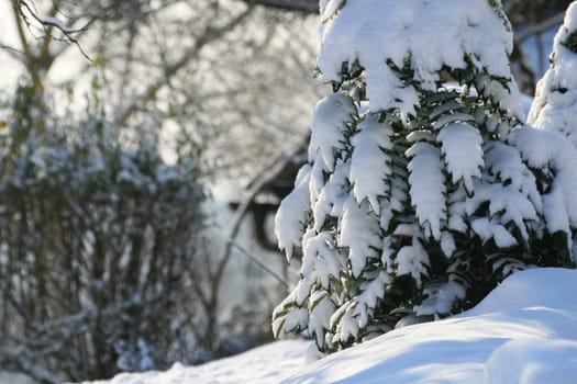 Winter in the park