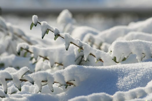Winter in the park