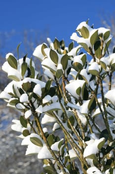 Winter in the forest