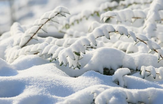 Winter in the park