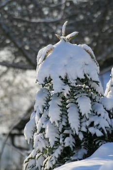 Winter in the park