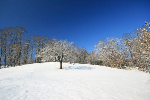 Winter Wonderland
