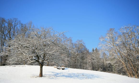 Winter Wonderland