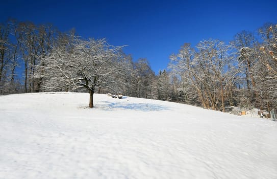 Winter Wonderland