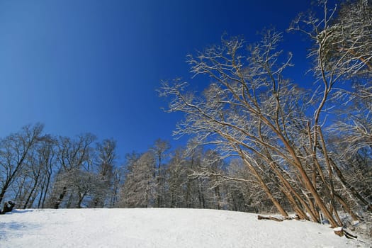 Winter Wonderland