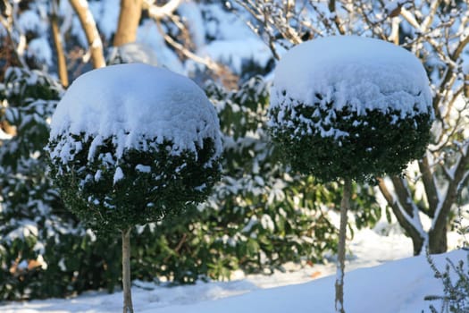 Boxwood in winter