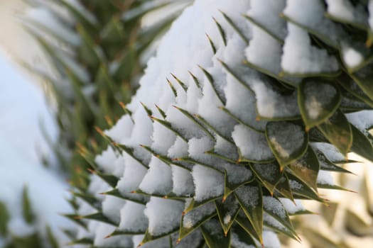 Araucaria