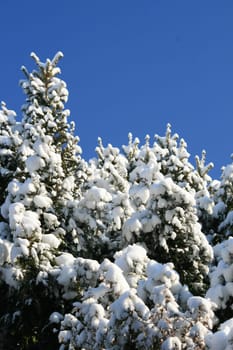 Winter in the forest