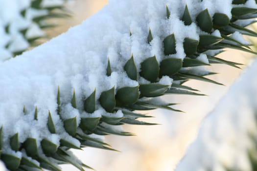 Araucaria