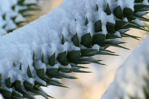Araucaria