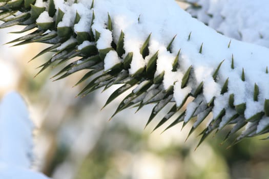 Araucaria