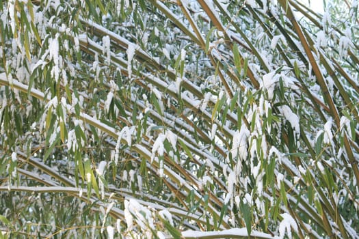 Bamboo in winter