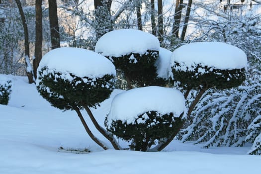 Boxwood in winter