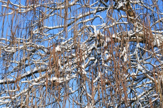 Winter in the park
