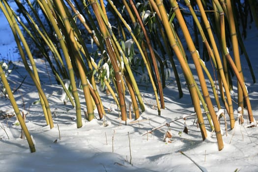 Bamboo in winter