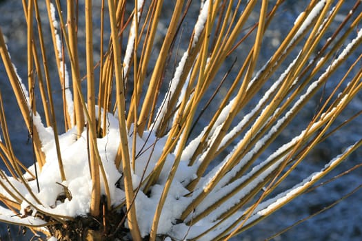 Pasture in winter