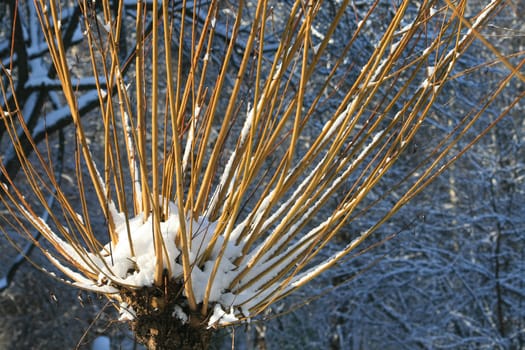 Pasture in winter