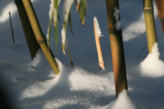 Bamboo in winter