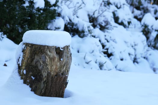 Winter in the park