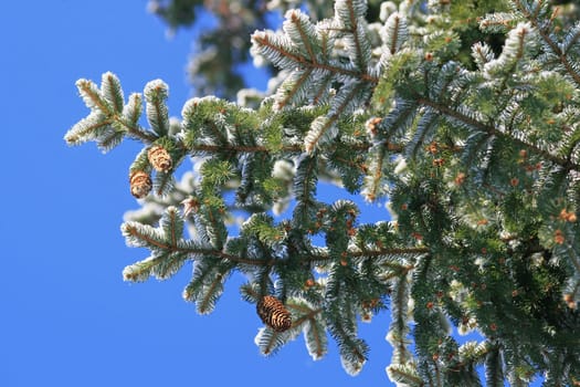 Spruce cone