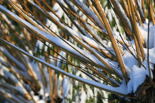 Pasture in winter