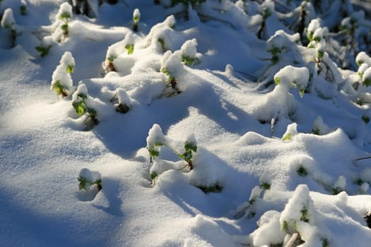 Winter in the park