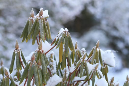Rhododendron in winter